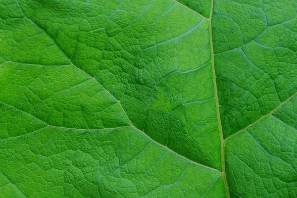 Zielona Naturalna Tekstura Dużego Liścia Rośliny — Zdjęcie stockowe