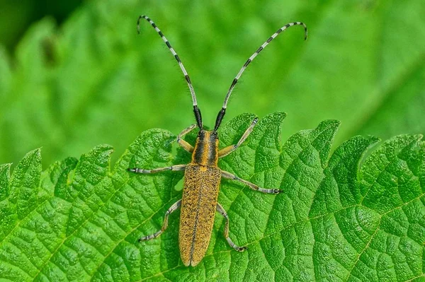 Ein Kleiner Brauner Käfer Sitzt Der Natur Auf Einem Grünen — Stockfoto