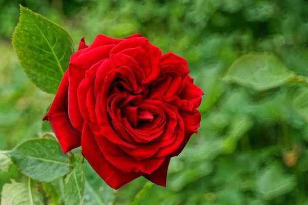 Botão Uma Flor Rosa Vermelha Talo Com Folhas Verdes Jardim — Fotografia de Stock