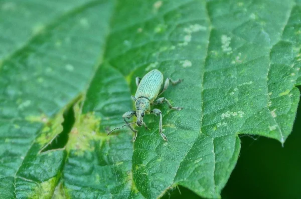 Een Kleine Kever Zit Een Groen Blad Natuur — Stockfoto