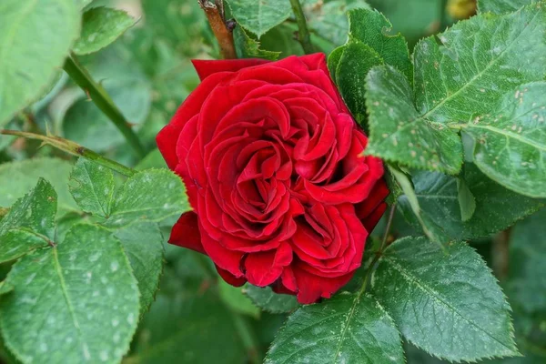 Big Bud Red Rose Flower Stalk Green Leaves Garden — Stock Photo, Image