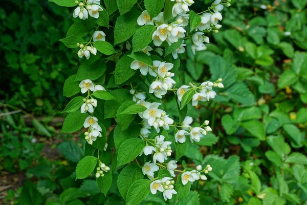庭に白い花と緑の葉を持つジャスミンの枝 — ストック写真