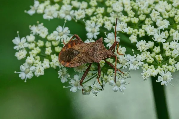 Ein Großer Brauner Käfer Sitzt Auf Einer Weißen Wildblume Der — Stockfoto