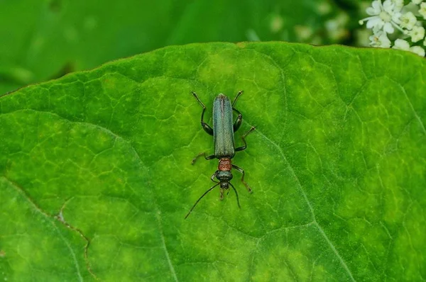 Brauner Käfer Sitzt Der Natur Auf Einem Grünen Blatt — Stockfoto