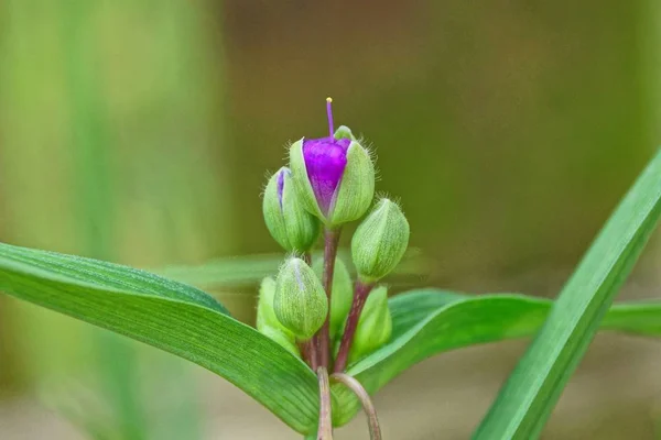 Pequena Flor Lilás Entre Botões Verdes Caule Com Folhas Longas — Fotografia de Stock