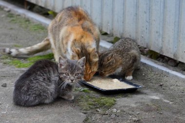 Kedi ve yavru kediler çitin yanındaki kaldırımda bir kase den yemek