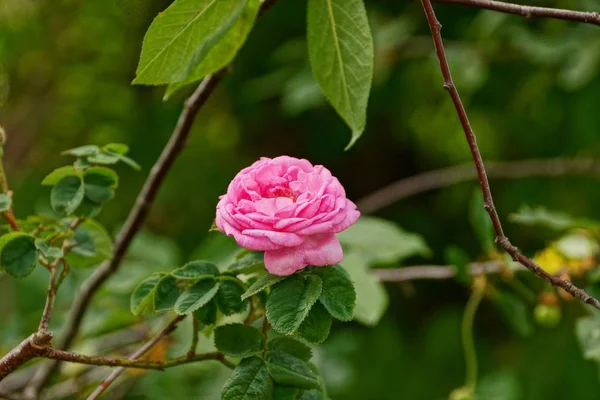 Flor Vermelha Ramo Com Folhas Verdes Amareladas — Fotografia de Stock