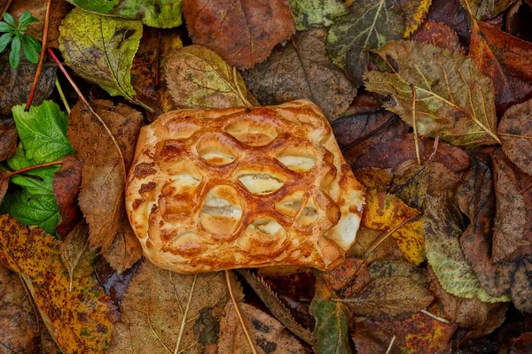 Patty Frito Con Requesón Sobre Hojas Caídas — Foto de Stock