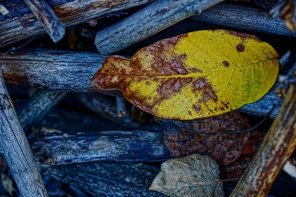 Dry Yellow Walnut Leaf Dry Twigs — Stock Photo, Image