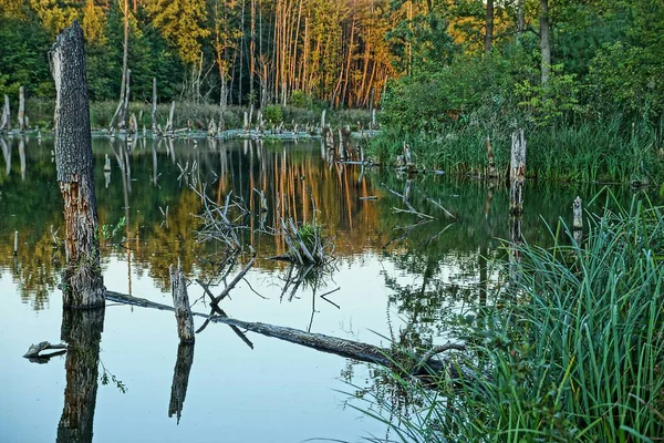 Część Jeziora Brzeg Zarośnięty Suchego Drewna — Zdjęcie stockowe