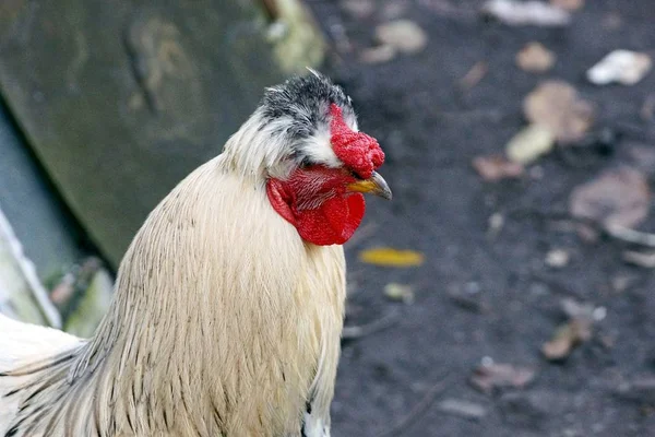 一个大的白色公鸡头与红色梳子 — 图库照片
