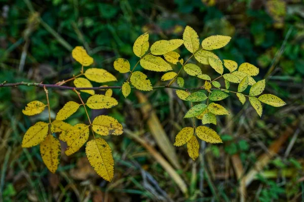 秋の公園の木の上に緑と黄色の葉を持つ細い枝 — ストック写真