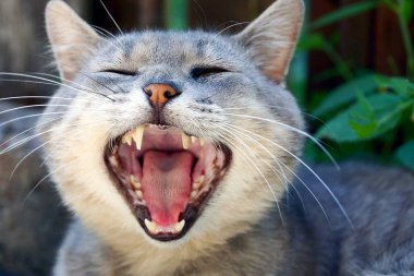 Geniş açık ağızlı büyük gri kedi