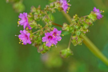 bir parkta bir bitkinin sapı üzerinde çok küçük kırmızı yabani çiçekler