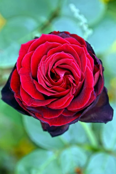 Bela Rosa Florescente Vermelha Brilhante Talo Verde — Fotografia de Stock