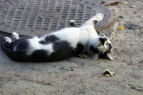 Plamisty Piękny Kot Leży Szarym Piasku Pobliżu Żelaznego Włazu — Zdjęcie stockowe