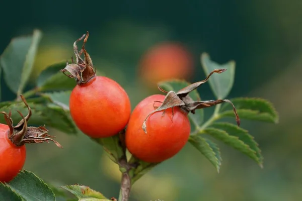 Briarberries Vermelhas Ramo Com Folhas Verdes — Fotografia de Stock