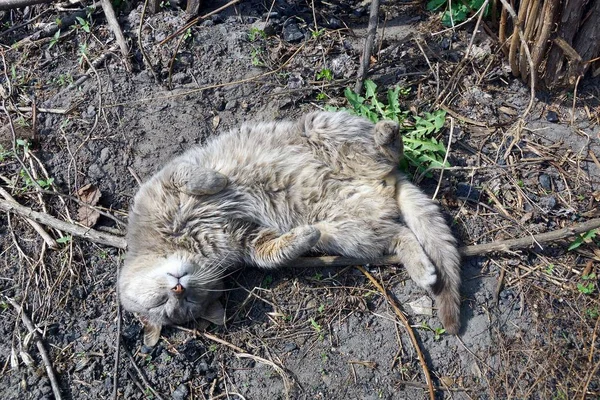 Gato Gris Yace Suelo — Foto de Stock