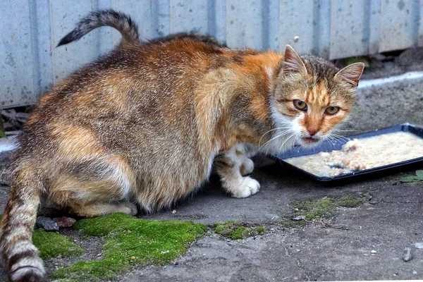 Kot Kocięta Jedzą Miski Chodniku Pobliżu Ogrodzenia — Zdjęcie stockowe