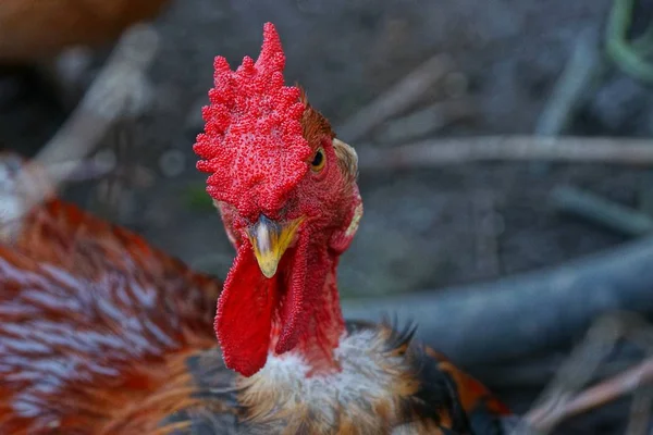 Kopf Eines Großen Hahns Mit Rotem Kamm Auf Dem Bauernhof — Stockfoto