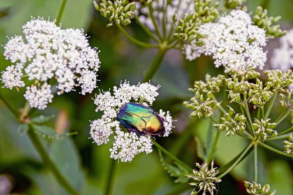 big green beetle sits on a white wild flower in nature