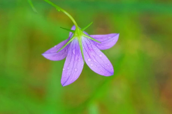 Jeden Liliowy Bud Dzikiego Kwiatu Bluebell Zielonej Łodyży — Zdjęcie stockowe