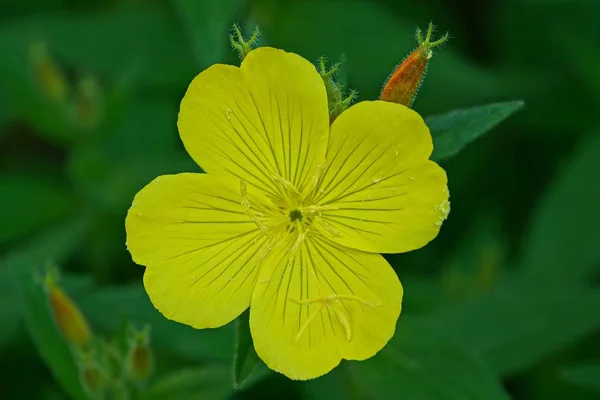 Botão Uma Flor Selvagem Amarela Fundo Verde — Fotografia de Stock