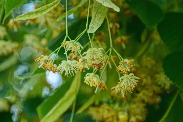 Pequeñas Flores Amarillas Con Hojas Verdes Las Ramas Tilo — Foto de Stock