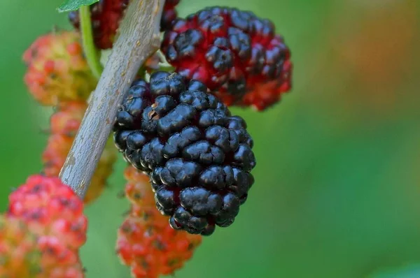 Černý Mulberry Šedé Větvi Stromové Struktury Zahradě — Stock fotografie