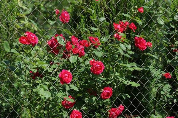 Cerca Malha Metal Coberto Com Rosas Vermelhas Folhas Verdes Arbusto — Fotografia de Stock