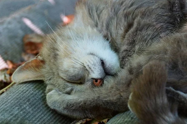 Duży Szary Kot Łapą Leżącego Spanie Zewnątrz — Zdjęcie stockowe