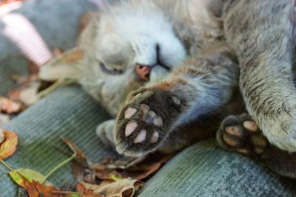 고양이 거짓말 — 스톡 사진