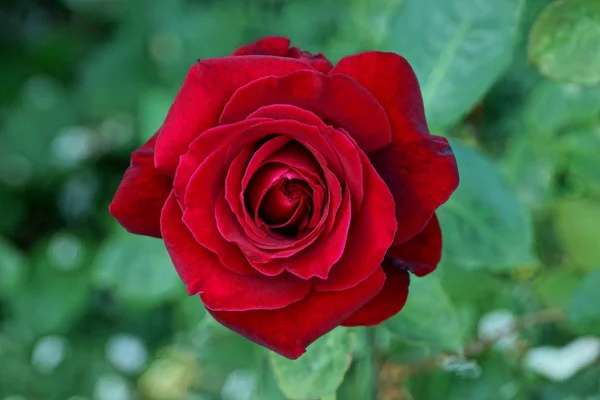 Jeden Wielki Bud Czerwonego Kwiatu Róży Zielonym Tle — Zdjęcie stockowe