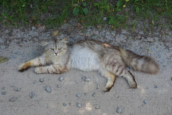 Gran Gato Gris Yace Arena Junto Hierba Verde Calle — Foto de Stock