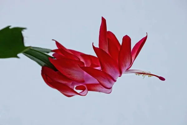 Big bud of a red exotic flower on a white background