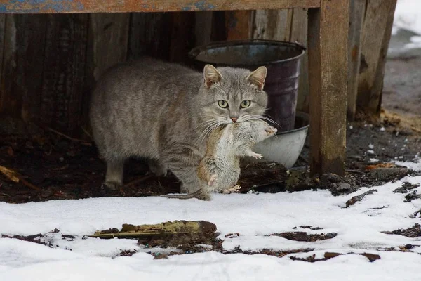 Gato Gris Sosteniendo Una Rata Grande Pie Calle Nieve — Foto de Stock