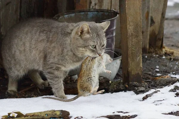 Szary Kot Trzymający Dużego Szczura Stojącego Ulicy Śniegu — Zdjęcie stockowe