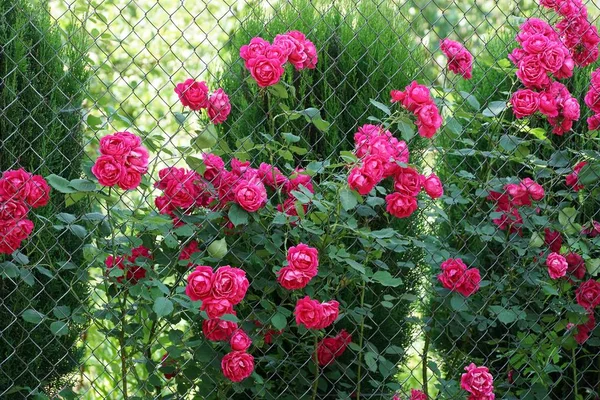 Flores Rosa Vermelhas Com Arbusto Verde Uma Cerca Grade Metal — Fotografia de Stock