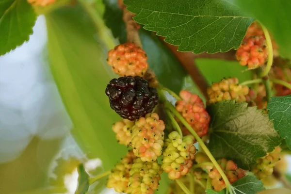 Schwarze Maulbeere Auf Einem Ast Mit Grünen Blättern — Stockfoto