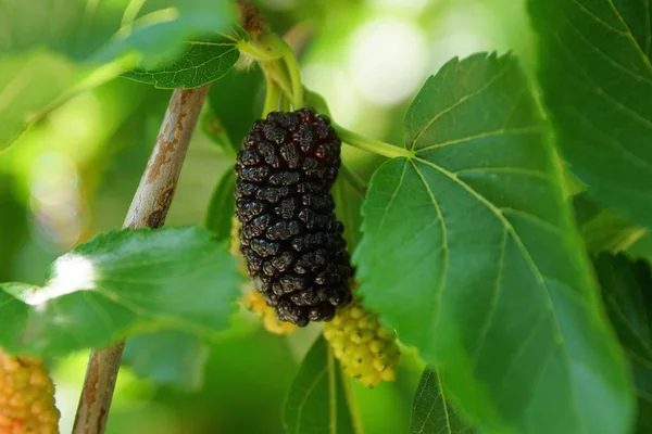 Morera Negra Madura Una Rama Árbol Con Hojas Verdes —  Fotos de Stock