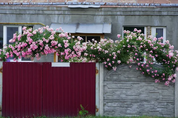 Arbustos Verdes Con Rosas Rojas Una Puerta Metal Una Cerca — Foto de Stock