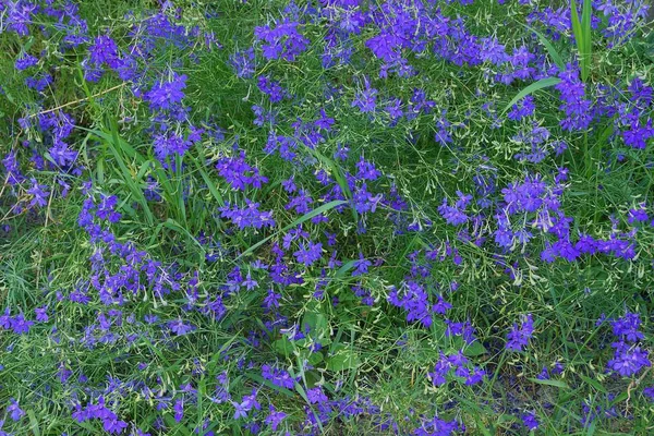 Naturliga Växt Konsistens Små Blå Blommor Grön Vegetation — Stockfoto