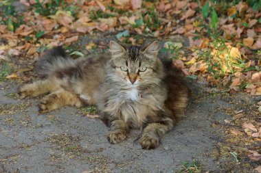 kum ve kuru yaprakları n