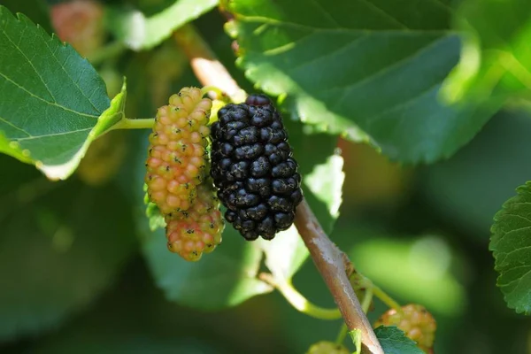 Jeden Velký Zralý Černý Mulberry Větvi Větve Zelenými Listy — Stock fotografie