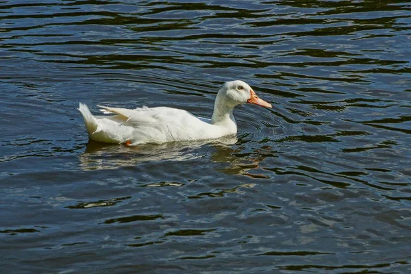 Gran Pato Blanco Está Nadando Agua — Foto de Stock