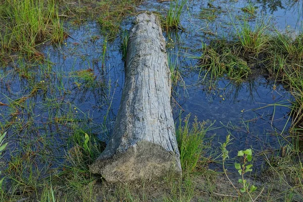 Vodě Zelené Trávě Bažiny Leží Velký Šedý Kmen Stromu — Stock fotografie