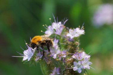 büyük Bumblebee ormanda vahşi bir bitkinin çiçekler tomurcukları üzerinde oturur