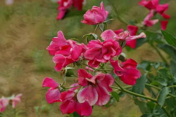 Muchos Brotes Rosas Rojas Las Ramas Verdes Arbusto Con Hojas — Foto de Stock