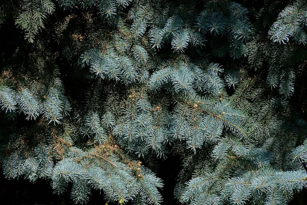 Groen Blauwe Natuurlijke Textuur Van Naaldbomen Voorspoedige Takken Van Sparren — Stockfoto