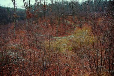 Ormanda sonbahar manzarası